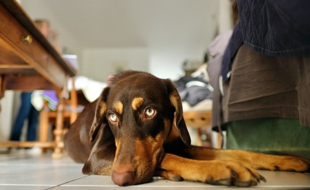 Psy i koty też się nudzą. Sprawdź, co dzieje się w głowie twojego pupila