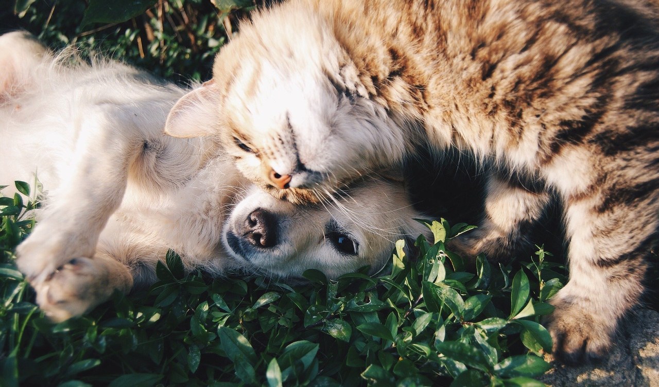 Psy i koty z koronawirusem. Jak często się zarażają?