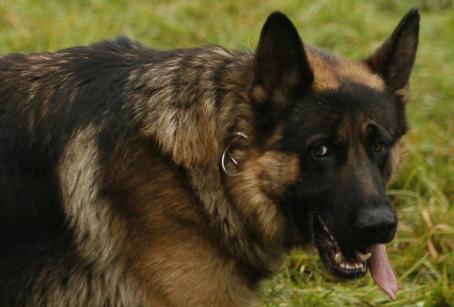 Psy i wilki są na tyle podobne do siebie genetycznie, że właściwie trudno zrozumieć, dlaczego jedne chętnie stają się najlepszymi przyjaciółmi człowieka, a drugie pozostają dzikie /Andrzej Grygiel /PAP