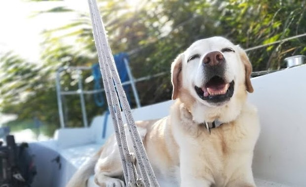 Psy jako "zastępcze dzieci" i najlepsi przyjaciele. Co o tym sądzą naukowcy?