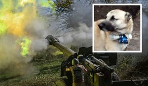Psy-kamikadze?! Wykorzystują czworonogi uzbrojone w bomby