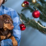 Psy kochają świąteczne piosenki! Tak wynika z badań! 