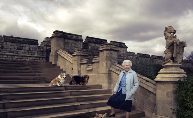 Psy królowej Elżbiety II. Kto się nimi zajmie? 