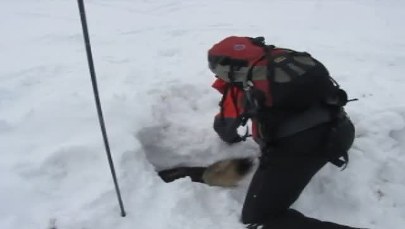 Psy lawinowe ćwiczą na Hali Gąsienicowej w Tatrach