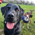 Psy mają szósty zmysł do ludzi. Naukowcy ujawniają szokujące wyniki badań