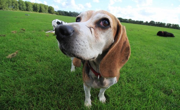 Psy mogą ściągnąć na nas kolejną pandemię grypy