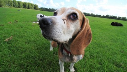 Psy mogą ściągnąć na nas kolejną pandemię grypy