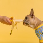 Psy na diecie wegańskiej? Badacze: może być dla nich zdrowsza niż ta tradycyjna