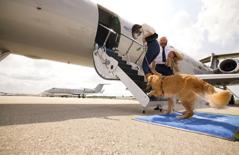 Psy na pokładzie linii Bark Air mają spokój i wygodę. Dyrektor generalny sprawdził nawet, jak to jest latać w transporterze umieszczonym w luku. /Bark Air /materiał zewnętrzny