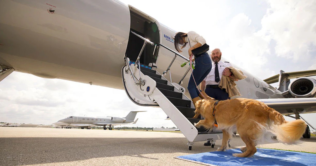 Psy na pokładzie linii Bark Air mają spokój i wygodę. Dyrektor generalny sprawdził nawet, jak to jest latać w transporterze umieszczonym w luku. /Bark Air /materiał zewnętrzny