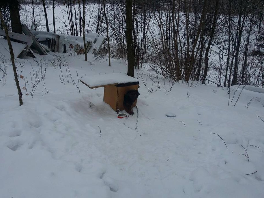 Psy nie były szczepione /Małopolska Policja /Materiały prasowe