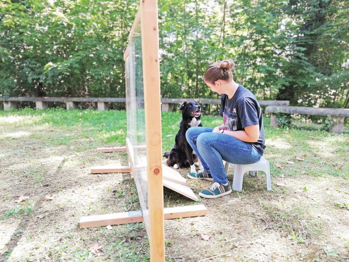 Psy obchodziły przegrodę i zgłaszały się po przysmnak szybciej jeśli nie dostały go w wyniku przypadkowego, a nie intencjonalnego działania /Josepha Erlacher /Materiały promocyjne