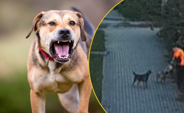 ​Psy osaczyły chłopca. Dramatyczne sceny w Bogatyni