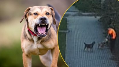 ​Psy osaczyły chłopca. Dramatyczne sceny w Bogatyni