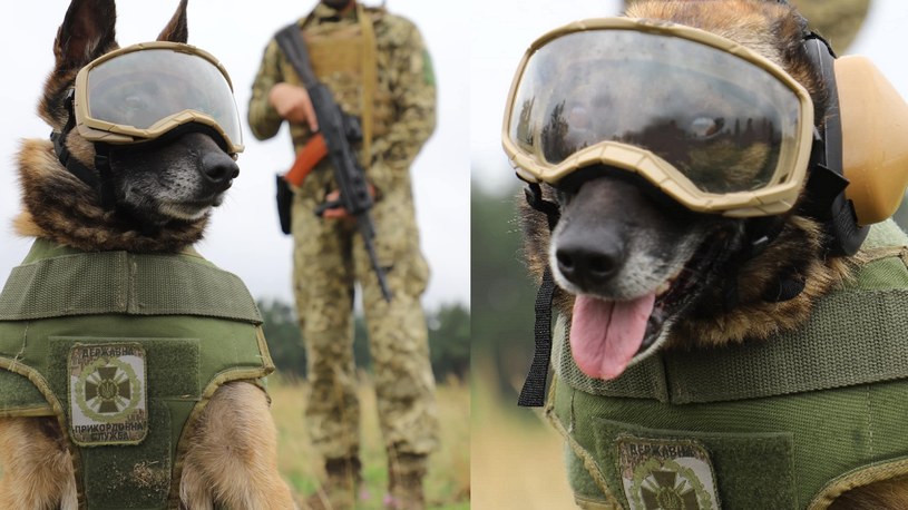 Psy Państwowej Służby Granicznej Ukrainy w nowych "mundurach" bojowych /materiały prasowe