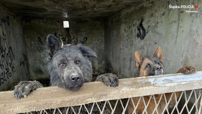 "Psy piły deszczówkę z fekaliami". Wstrząsające odkrycie służb