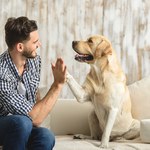Psy potrafią odróżniać języki. Najnowsze badania węgierskich naukowców