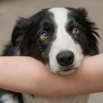 Psy potrafią tworzyć kategorie słów jak ludzie. Nowe badania zaskakują