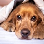Psy potrafią wyczuć stres pojawiający się u ludzi