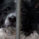 Psy proszą o adopcję. Zaskakujące listy do św. Mikołaja