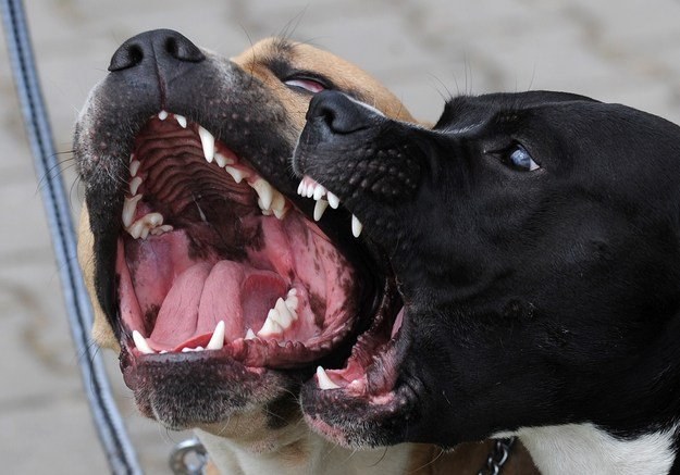 Psy przewożone przez granicę cierpią /AFP