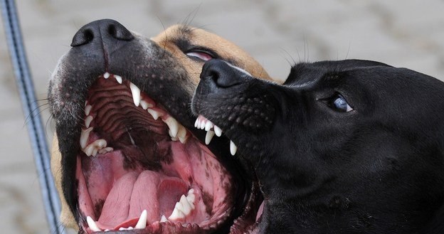 Psy przewożone przez granicę cierpią /AFP