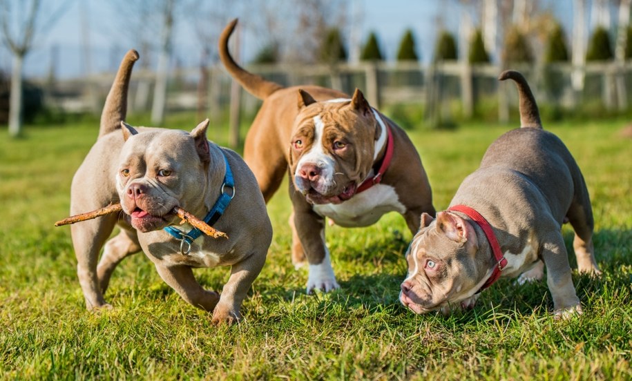 Psy rasy American Bully /Shutterstock