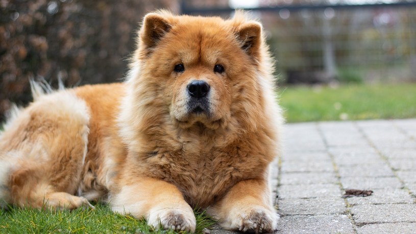 Psy rasy chow chow są raczej odradzane przez weterynarzy. Mają powściągliwy temperament i bywają agresywne /pixabay.com