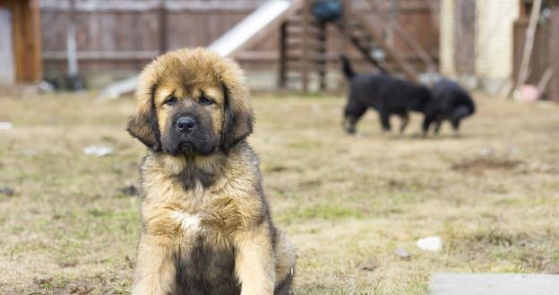 Psy rasy mastif tybetański są niezwykle drogie /&copy;123RF/PICSEL