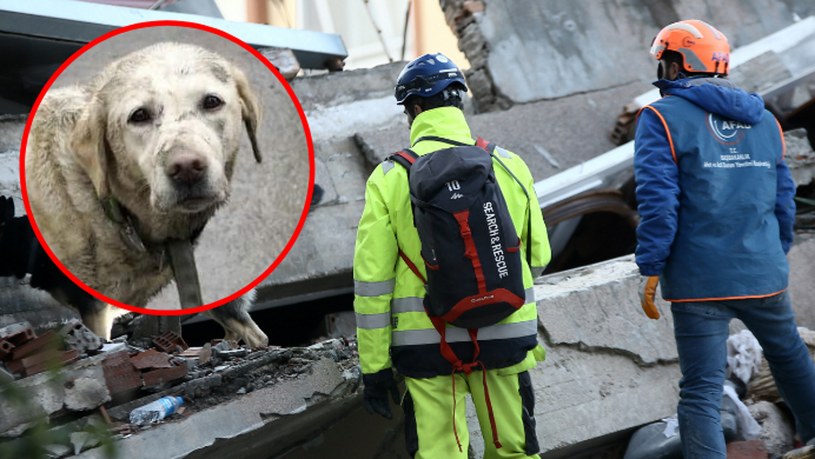 Psy ratownicze pracują od kilku dni na gruzowiskach w Turcji i Syrii /Eren Bozkurt/Anadolu Agency /Getty Images