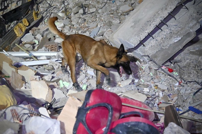 Psy ratownicze przyleciały wraz ze swoimi opiekunami z różnych krajów świata, by pomagać w akcji ratunkowej w Turcji /ASSOCIATED PRESS/East News /East News