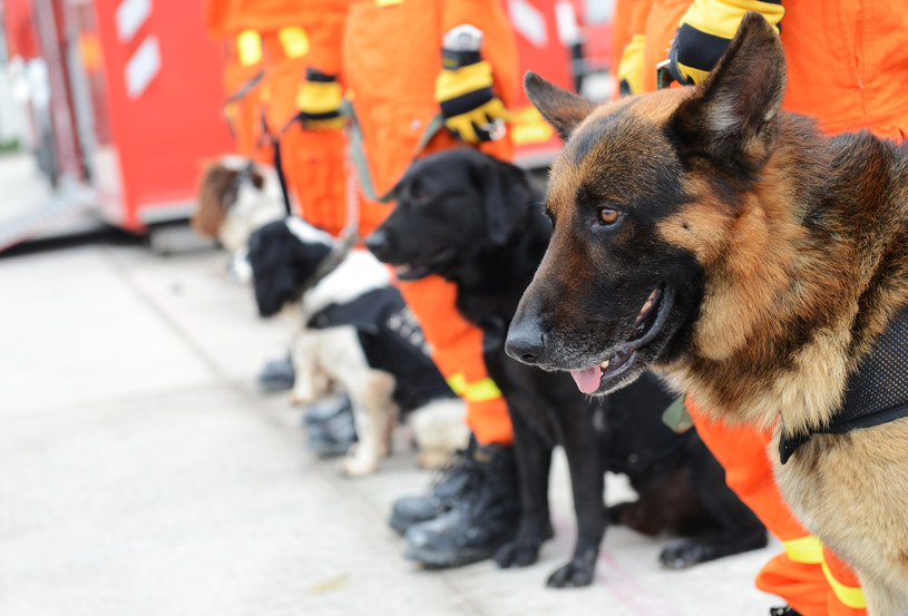 Psy ratownicze wykonują niezwykle istotne zadania podczas akcji ratunkowej /123RF/PICSEL
