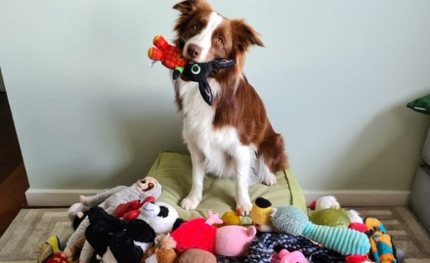 Psy rozumieją więcej, niż nam się wydaje. Potrafią wybierać zabawki według funkcji