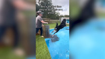 Psy skaczą do wody w ramach treningu. Zobacz