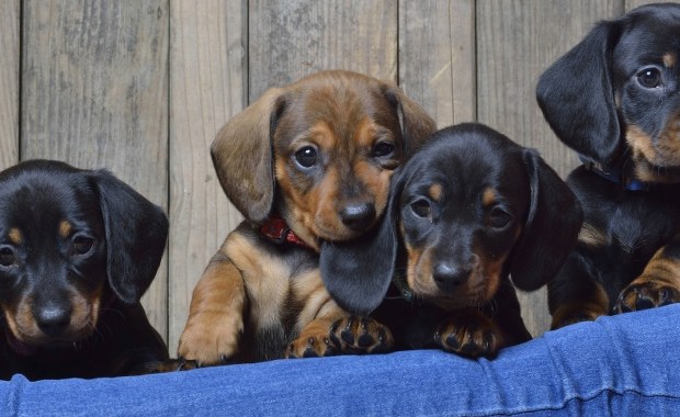 Psy słyszą mowę jak my