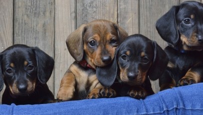 Psy słyszą mowę jak my