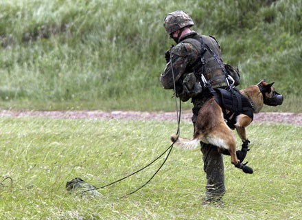 Psy-spadochroniarze służą już w armii niemieckiej. Ciekawe, kiedy nasze wojsko pójdzie tym tropem? /AFP