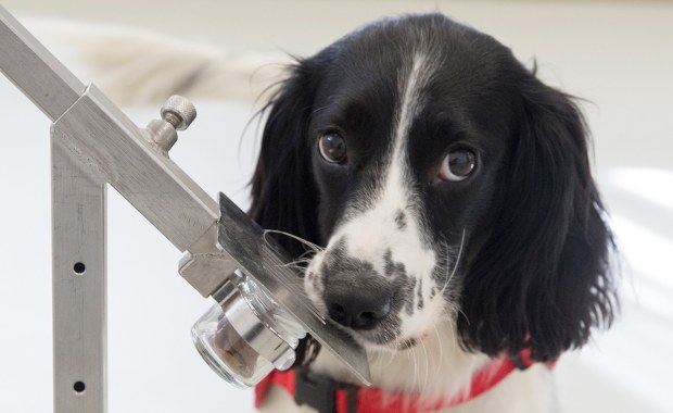 Psy swoim węchem mogą zdiagnozować malarię