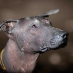 Psy towarzyszą człowiekowi znacznie dłużej, niż myśleliśmy. Są dowody