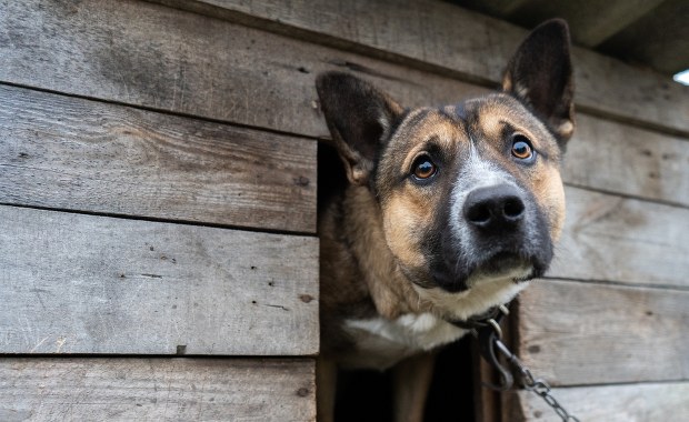 Psy uwolnione z łańcuchów? Nowe przepisy na finiszu prac w Sejmie