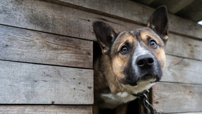 Psy uwolnione z łańcuchów? Nowe przepisy na finiszu prac w Sejmie