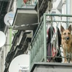natura Psy w galeriach handlowych i na koncertach. Moda czy zagrożenie dla dobrostanu zwierząt?