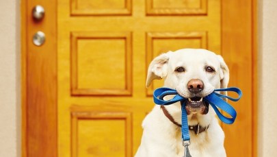 Psy wejdą na teren Sejmu?