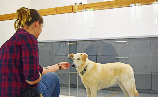 Psy wiedzą, co mamy na myśli