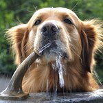 Psy wyjątkowo źle znoszą upały. Jak możemy im pomóc?