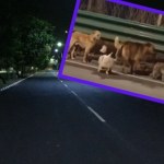 Psy z Chin robią furorę. Grupa szła autostradą, miliony wyświetleń