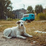 Psy z Czarnobyla. Naukowcy badają jak promieniowanie zmienia DNA