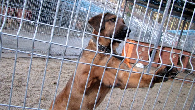 Psy z gdyńskiego schroniska czekają na adopcję /Dariusz Proniewicz /RMF FM