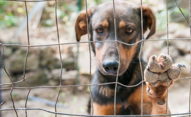 Psy z Gorzowa i Zielonej Góry szukają domów tymczasowych. Schroniska apelują o pomoc