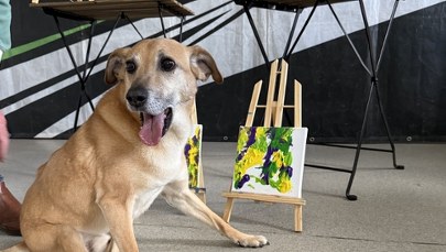 ​Psy z krakowskiego schroniska zamieniły się w artystów